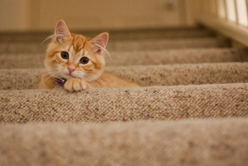 Why DIY Carpet Cleaning Often Does More Harm Than Good