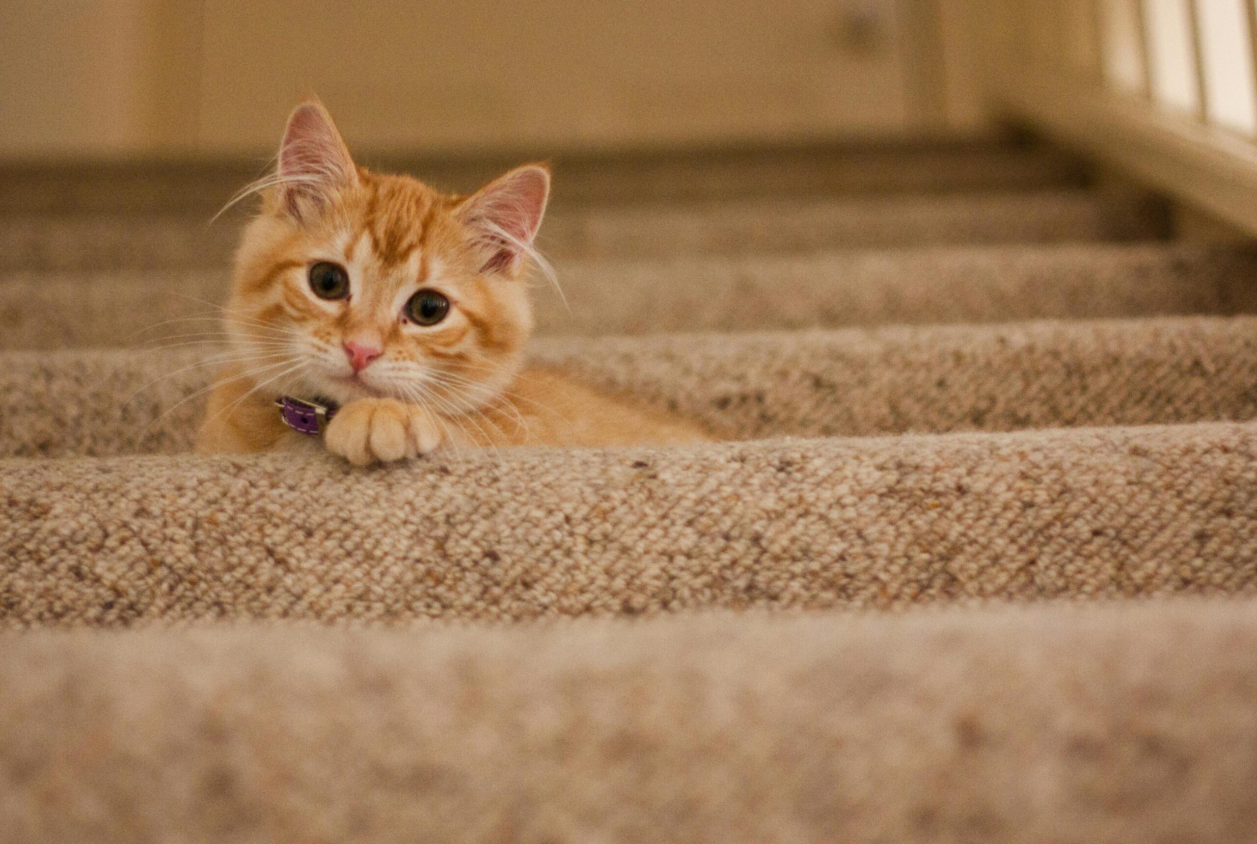 Why DIY Carpet Cleaning Often Does More Harm Than Good