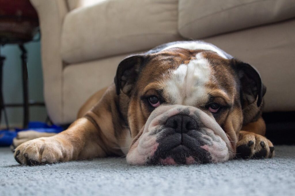bulldog laying on carpet