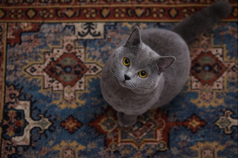 gray cat on ornate rug