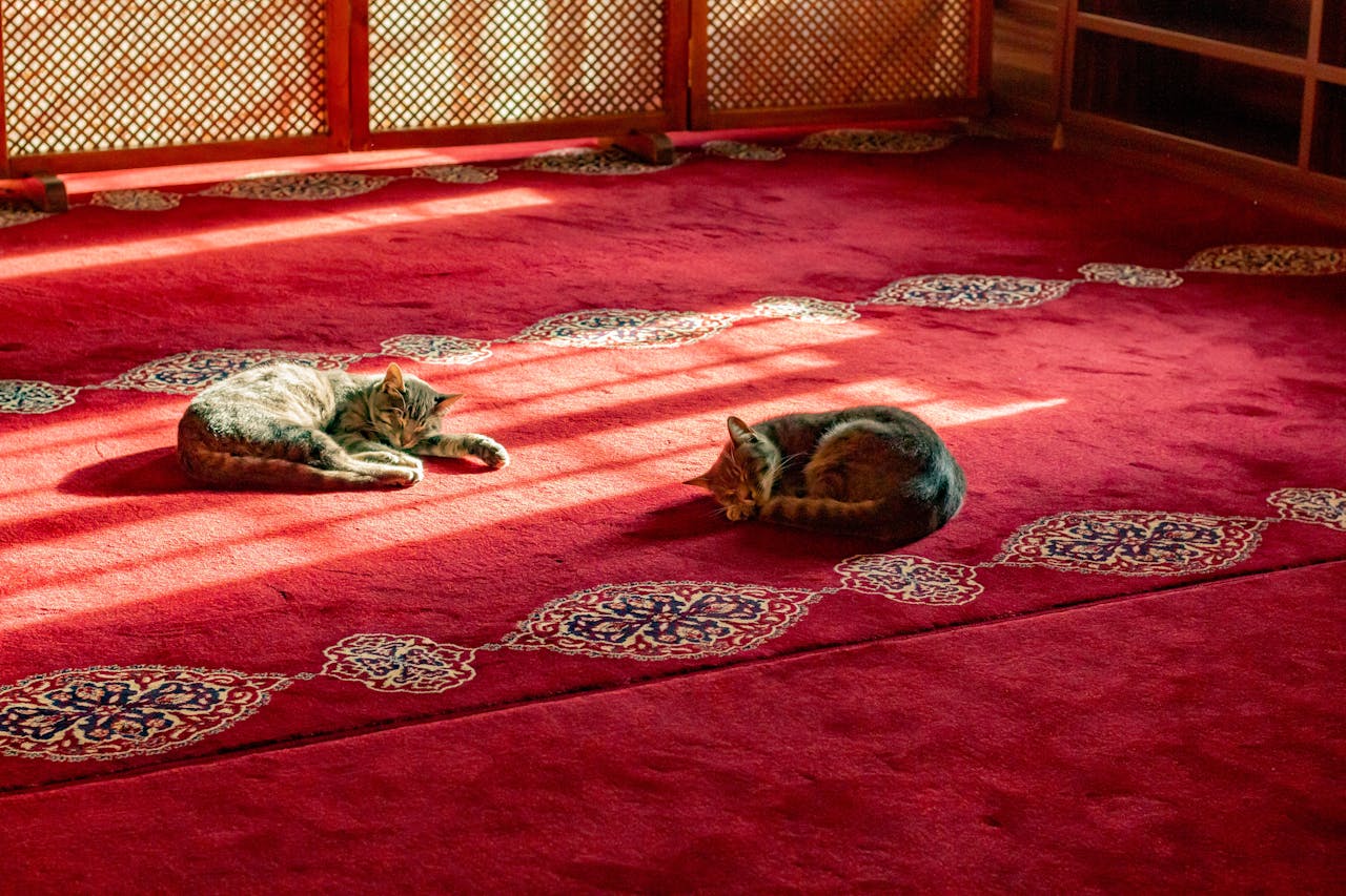 tabby kittens sleeping on rug